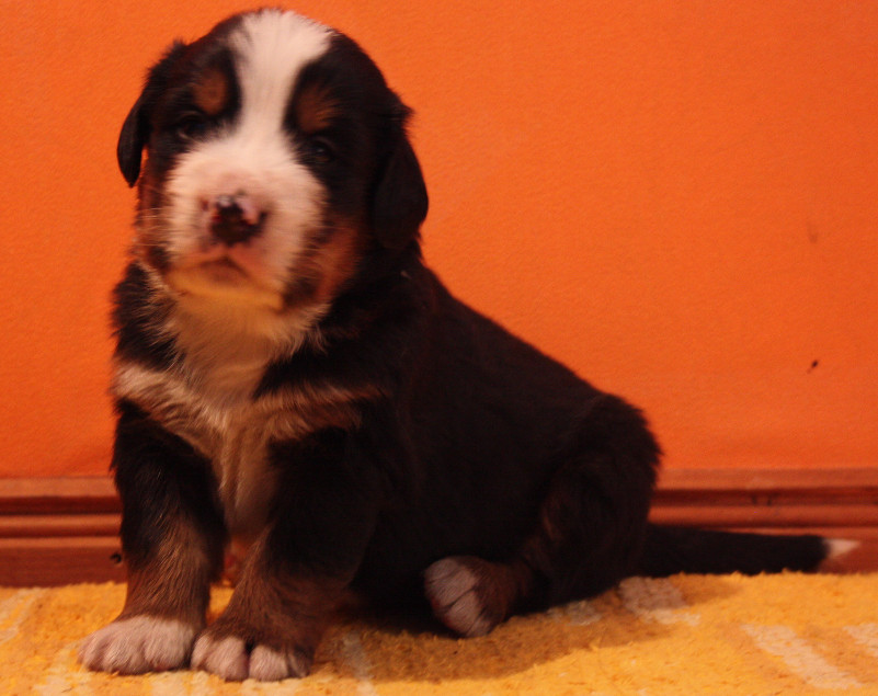 Gallery for p2-litter-bernese