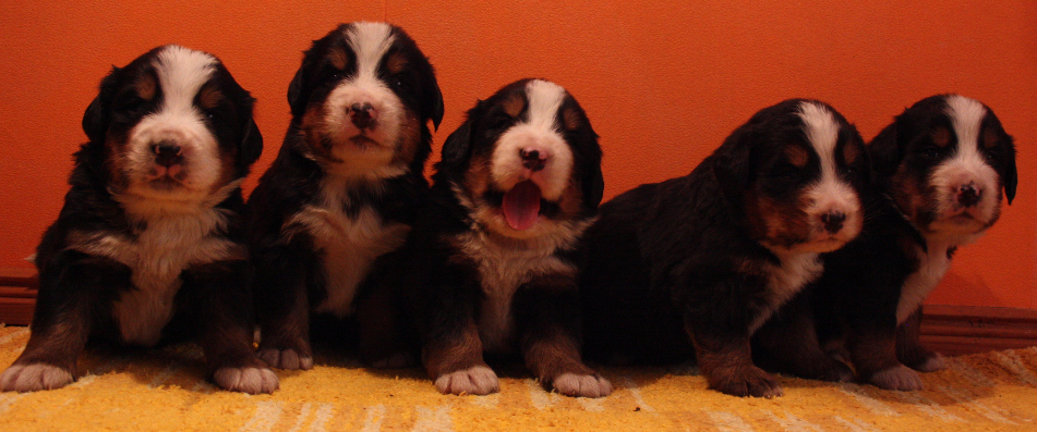 Gallery for p2-litter-bernese