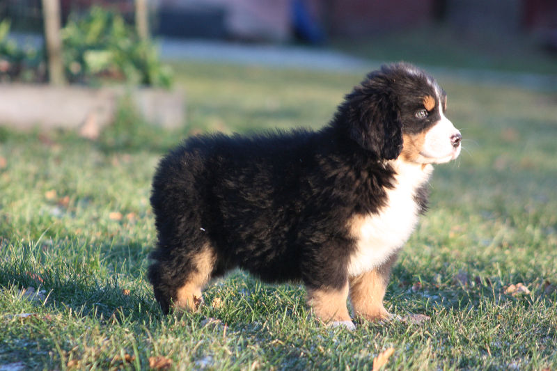 Gallery for k2-litter-bernese