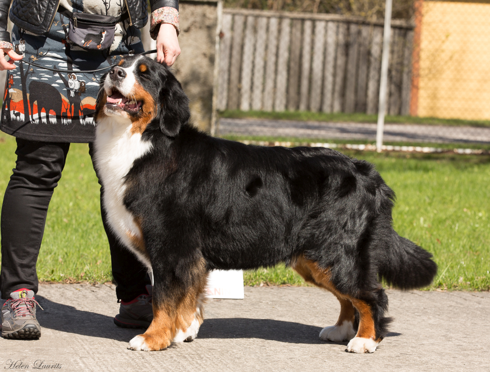Gallery for k2-litter-bernese