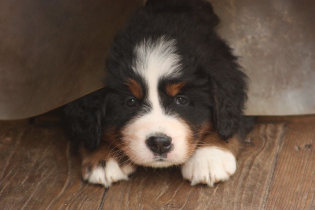 Gallery for w-litter-bernese