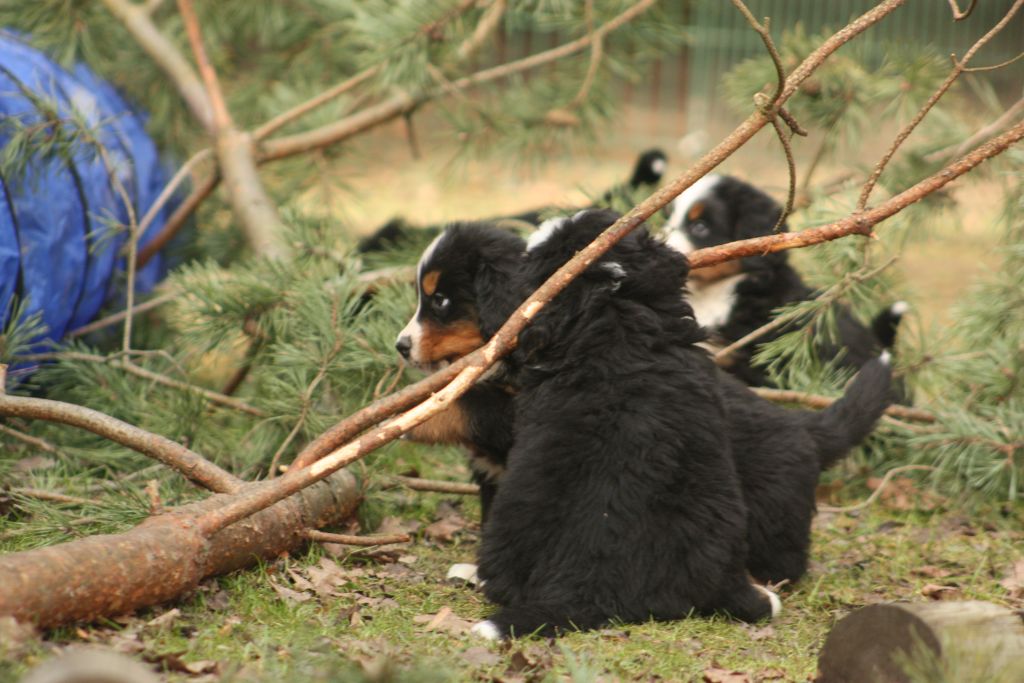 Gallery for w-litter-bernese