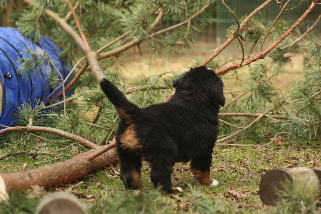 Gallery for w-litter-bernese