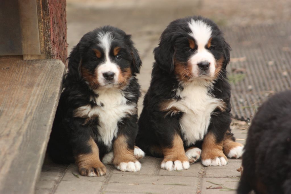 Gallery for w-litter-bernese