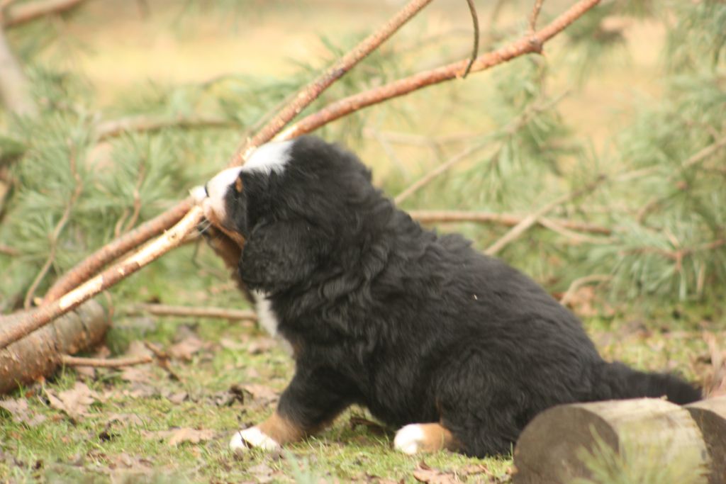 Gallery for w-litter-bernese