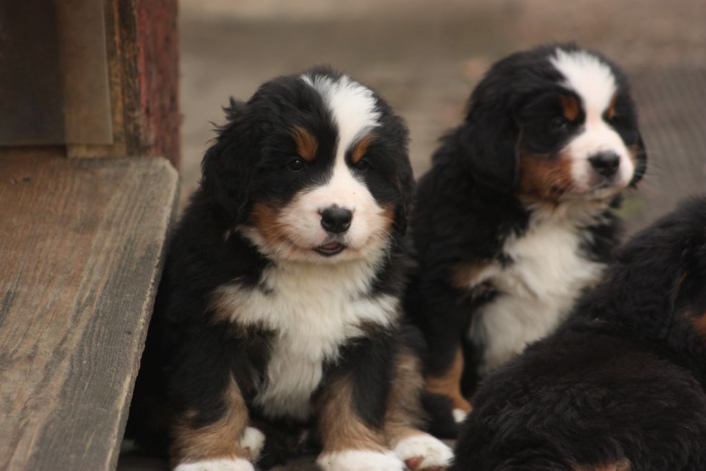 Gallery for w-litter-bernese