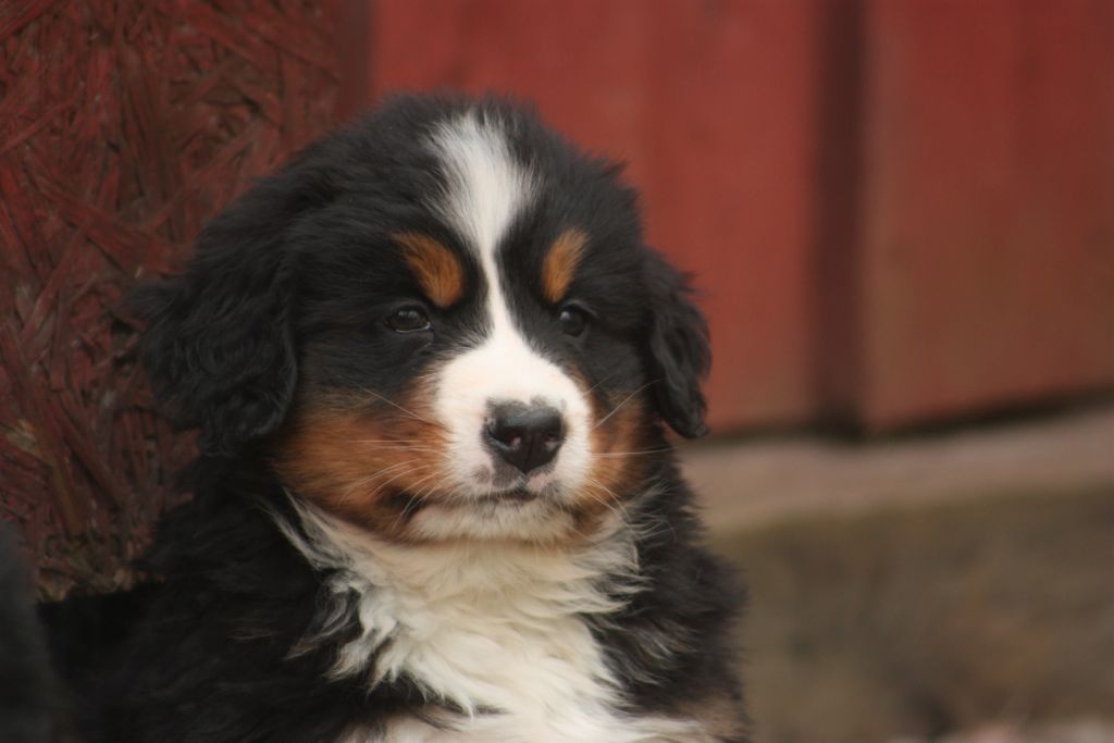 Gallery for w-litter-bernese