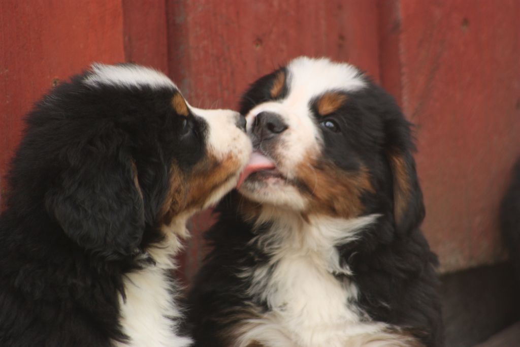 Gallery for w-litter-bernese