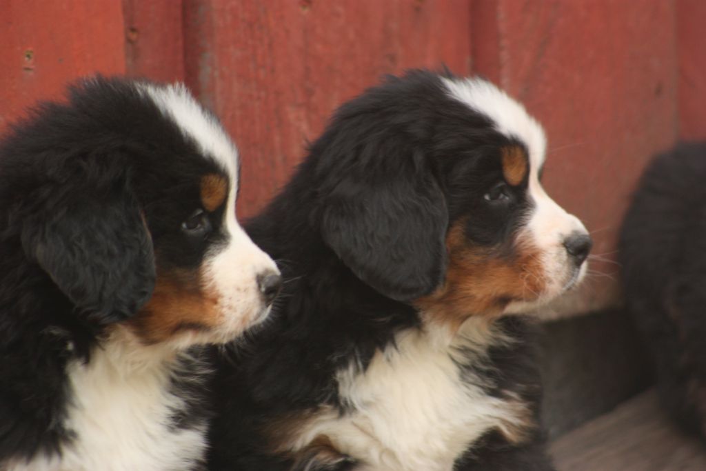 Gallery for w-litter-bernese
