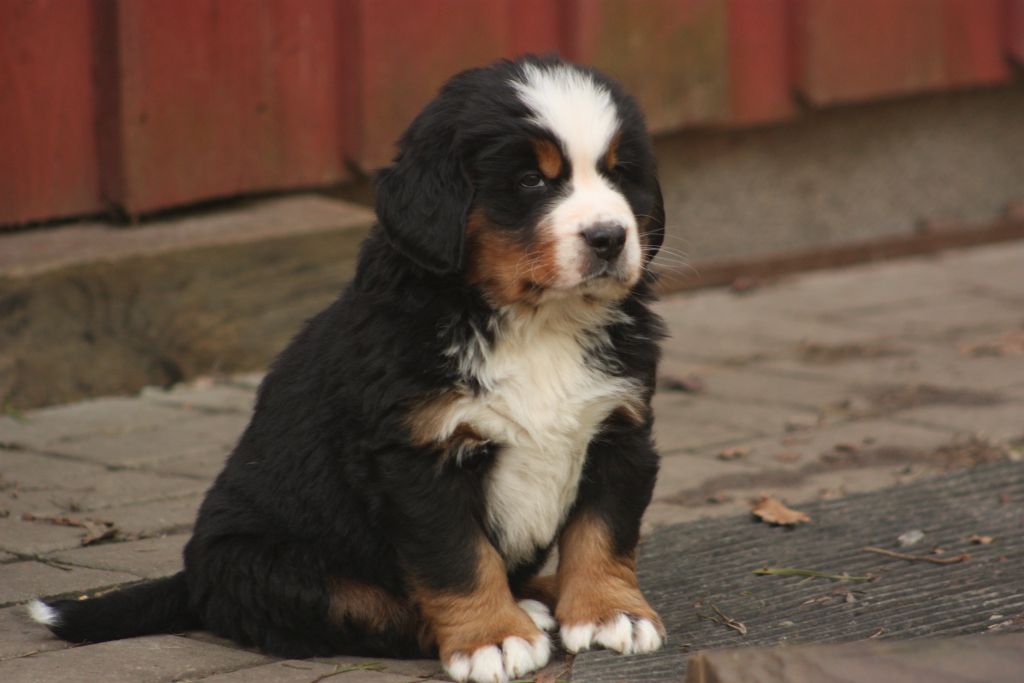 Gallery for w-litter-bernese