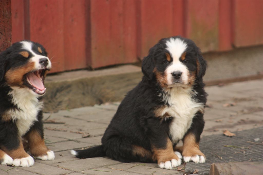 Gallery for w-litter-bernese
