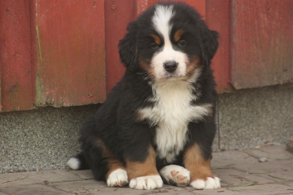 Gallery for w-litter-bernese