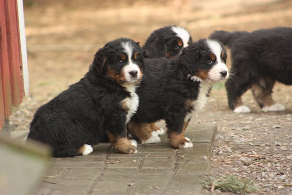 Gallery for w-litter-bernese