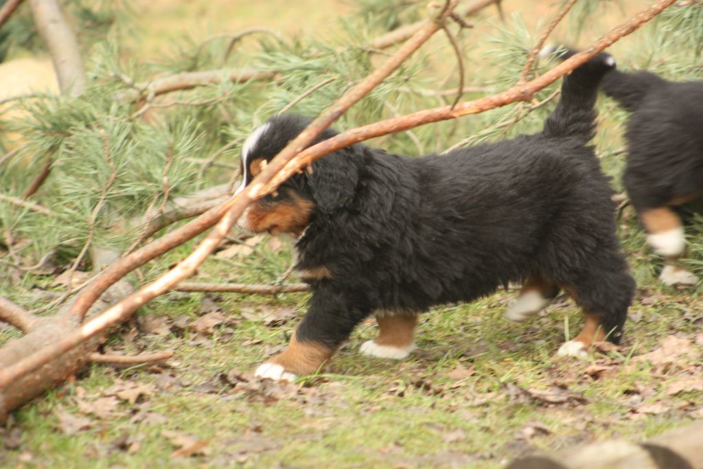 Gallery for w-litter-bernese