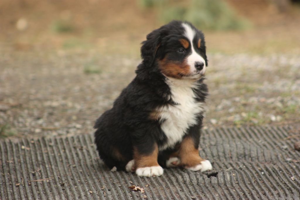 Gallery for w-litter-bernese
