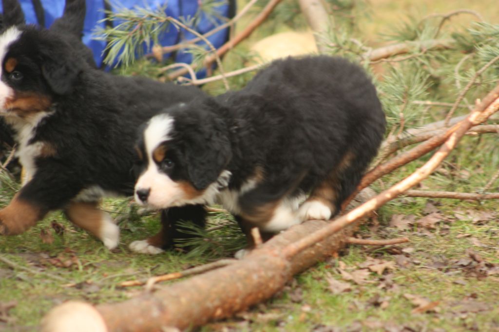 Gallery for w-litter-bernese