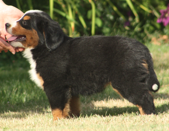 Gallery for p2-litter-bernese