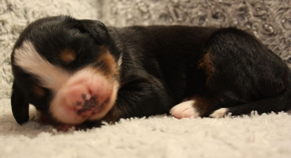 Gallery for w-litter-bernese