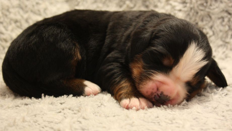 Gallery for w-litter-bernese