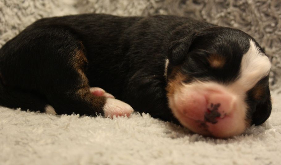 Gallery for w-litter-bernese