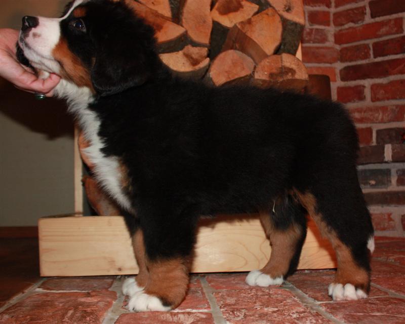 Gallery for i-litter-bernese