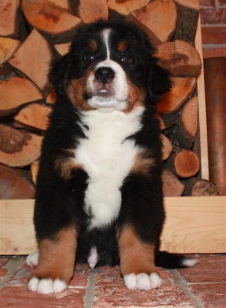 Gallery for i-litter-bernese