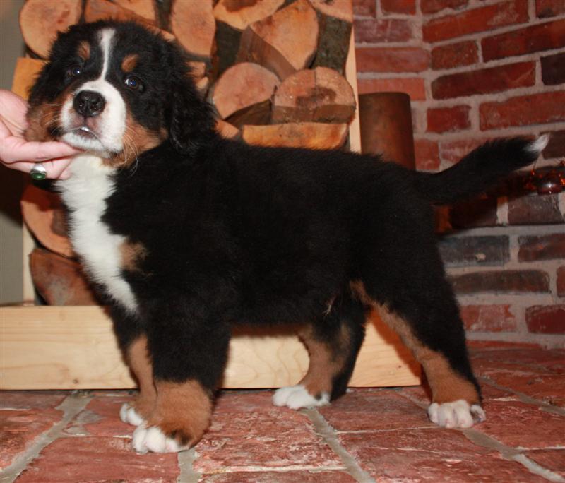 Gallery for i-litter-bernese