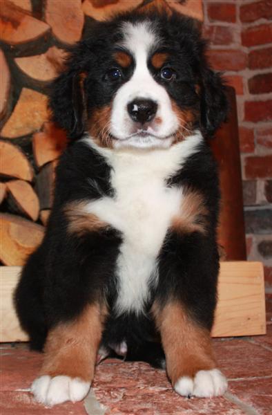 Gallery for i-litter-bernese