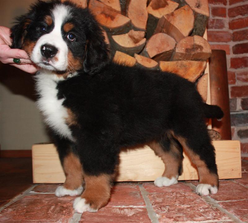 Gallery for i-litter-bernese