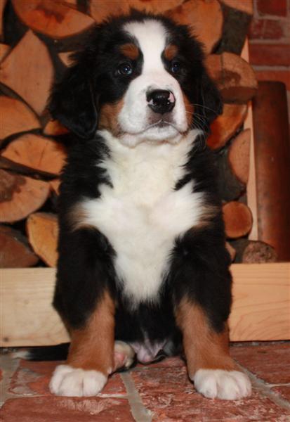 Gallery for i-litter-bernese
