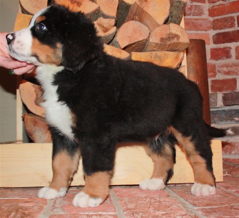 Gallery for i-litter-bernese
