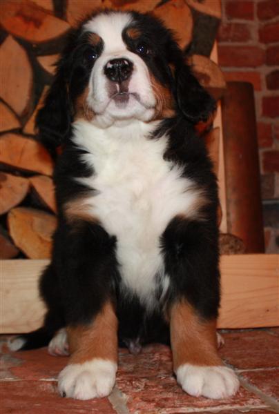 Gallery for i-litter-bernese