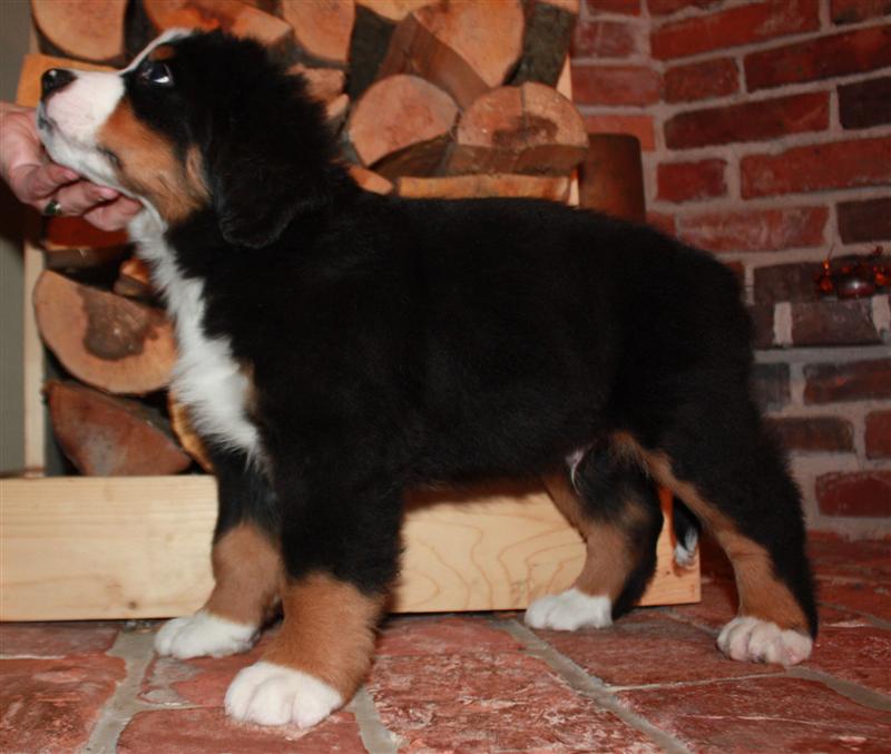 Gallery for i-litter-bernese