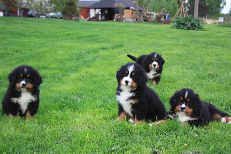 Gallery for l-litter-bernese