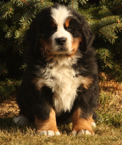 Gallery for w-litter-bernese
