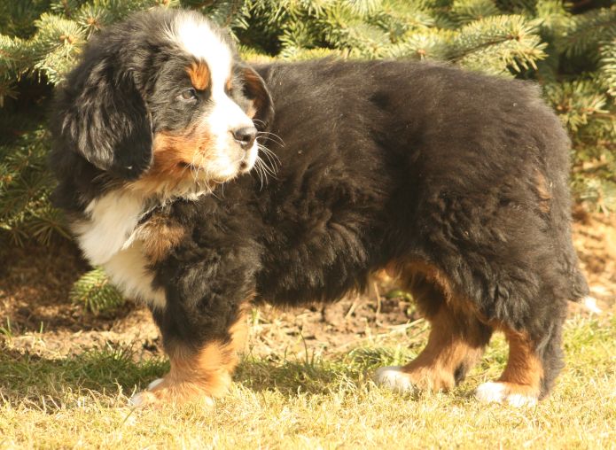 Gallery for w-litter-bernese
