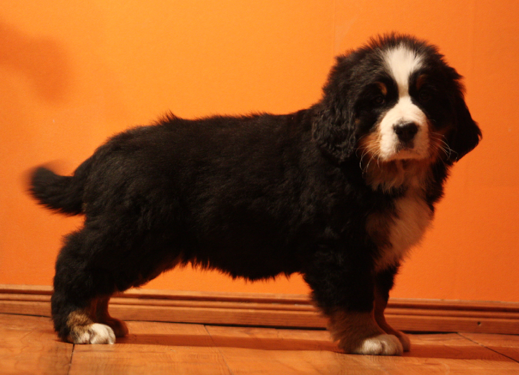 Gallery for j2-litter-bernese