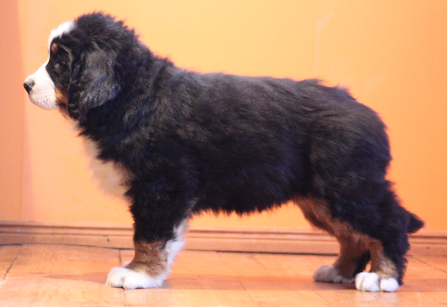 Gallery for j2-litter-bernese