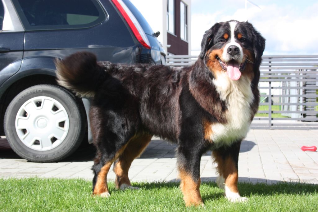 Gallery for a2-litter-bernese