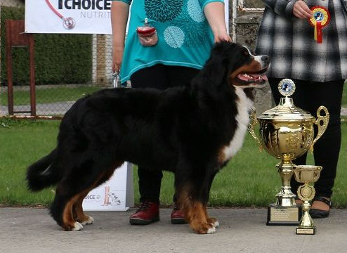 Gallery for a2-litter-bernese