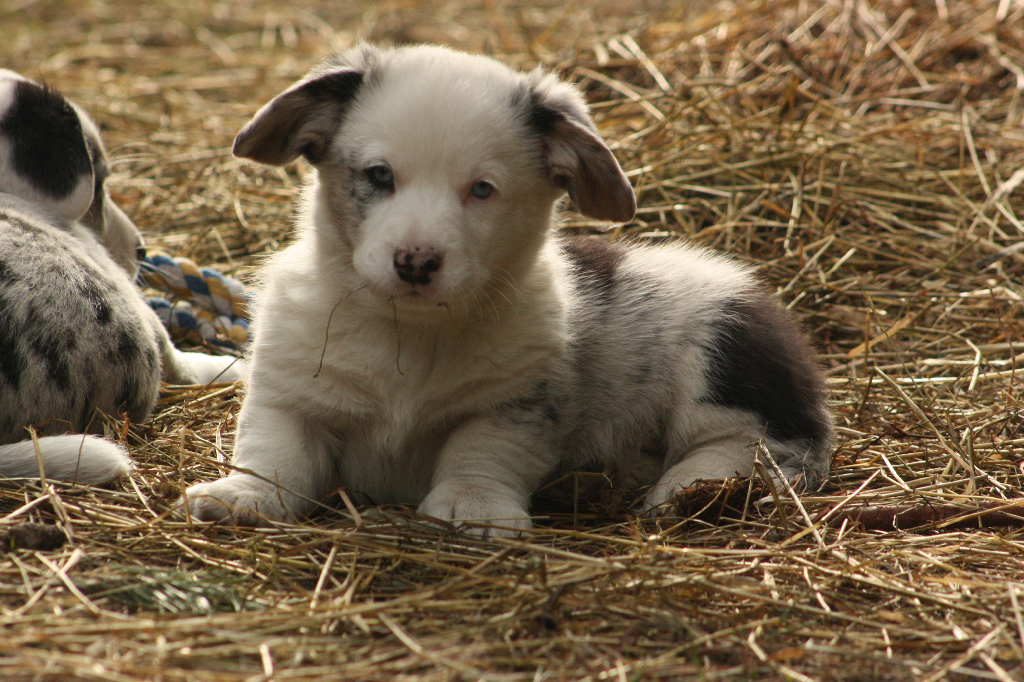 Gallery for r2-litter-cardigan