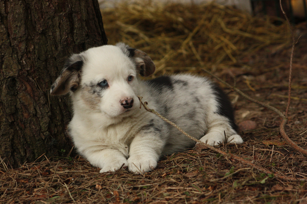 Gallery for r2-litter-cardigan
