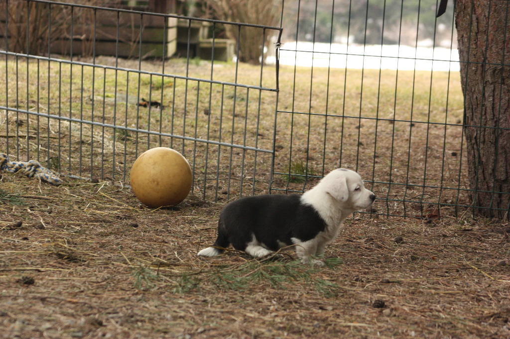 Gallery for r2-litter-cardigan