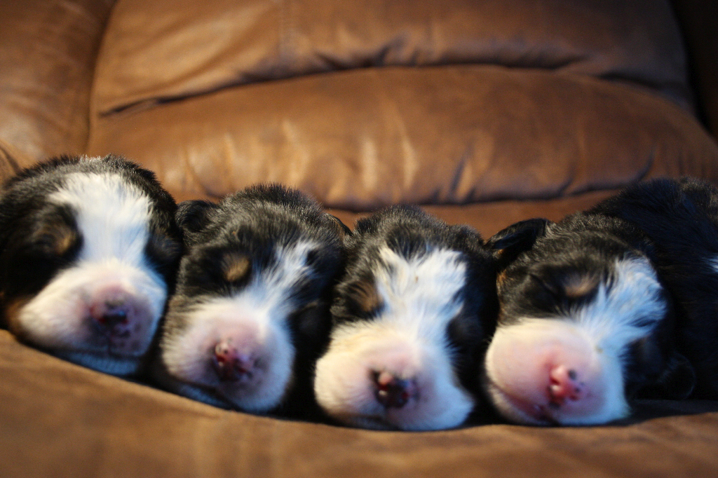 Gallery for g2-litter-bernese