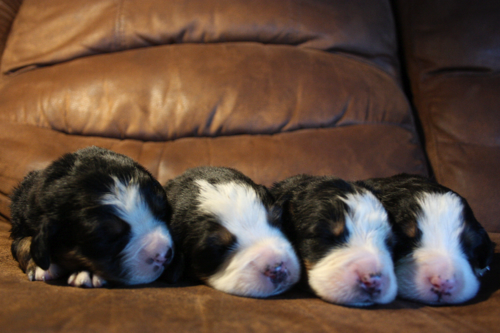 Gallery for g2-litter-bernese