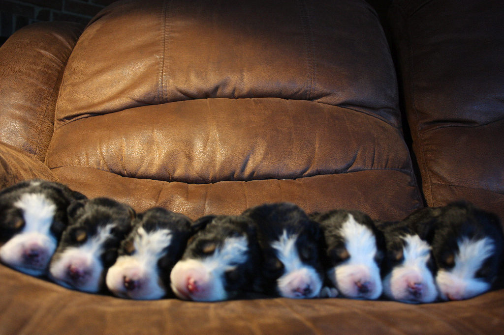 Gallery for g2-litter-bernese