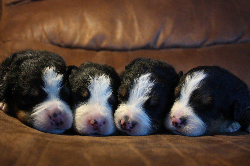 Gallery for g2-litter-bernese