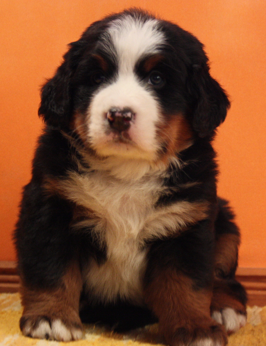 Gallery for n2-litter-bernese