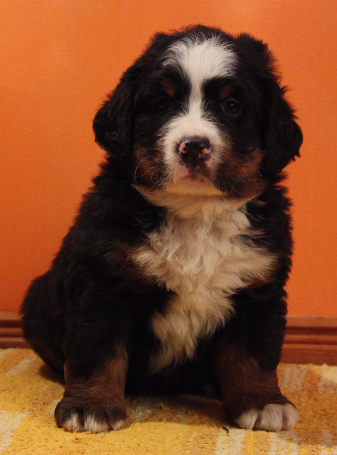 Gallery for n2-litter-bernese