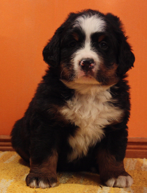 Gallery for n2-litter-bernese